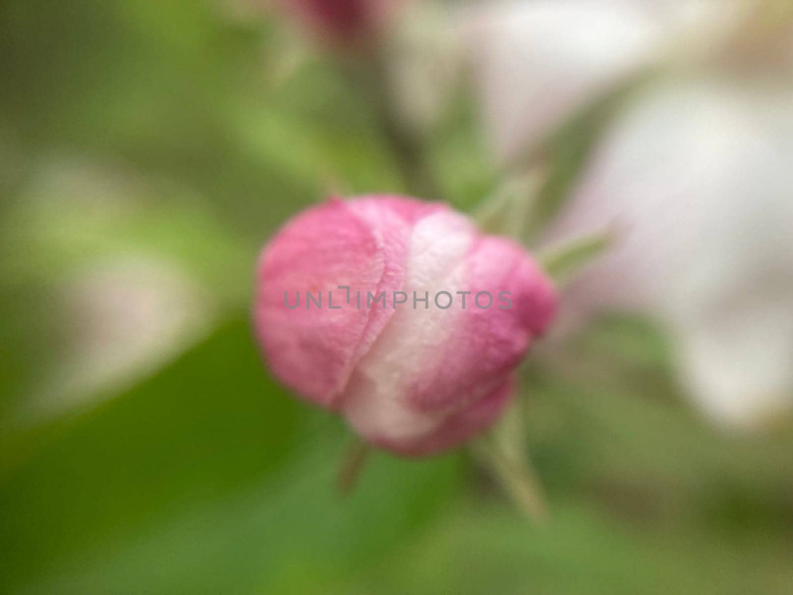 Spring flowers bloomed in a the garden