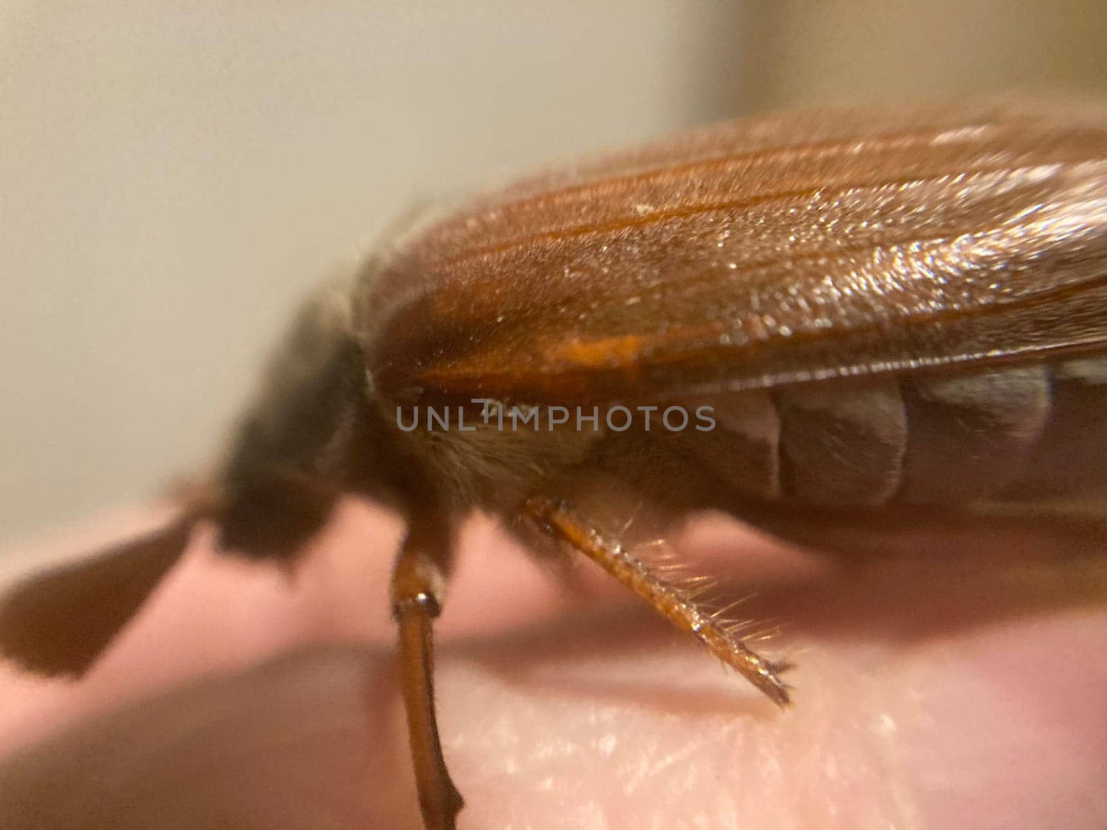 Spring beetle Khrushchev flew into a the house