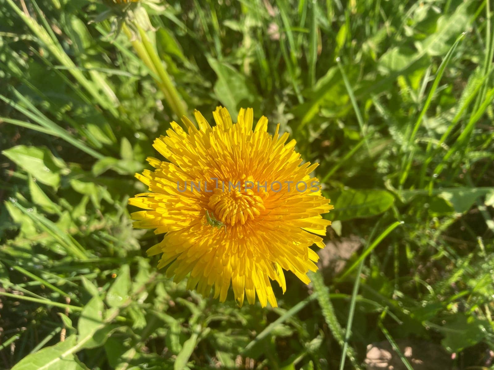 Spring flowers bloomed in a the garden