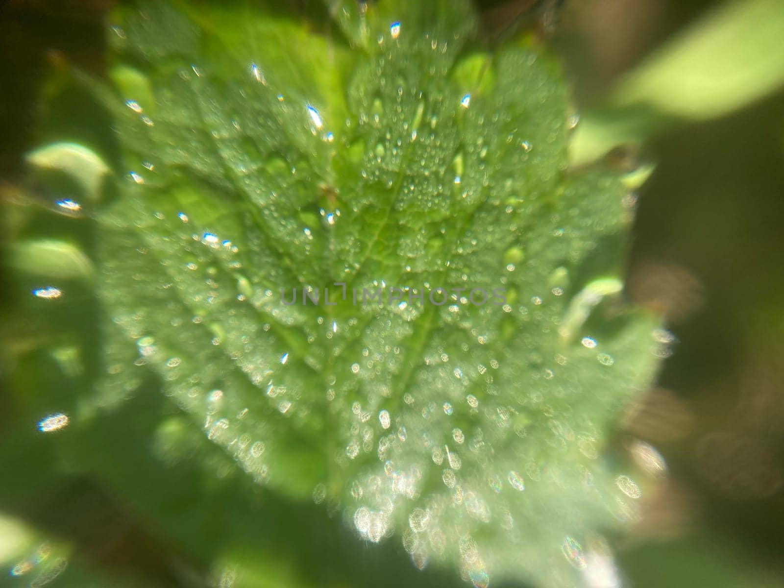 Morning grass in dew in a the garden