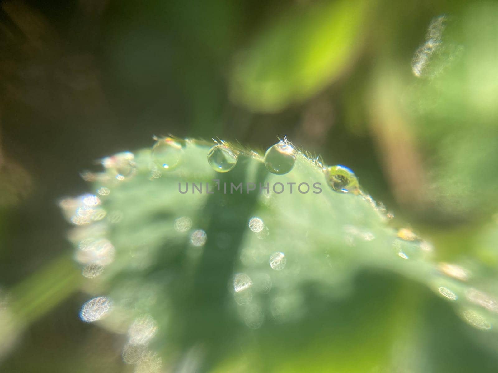 Morning grass in dew in a the garden