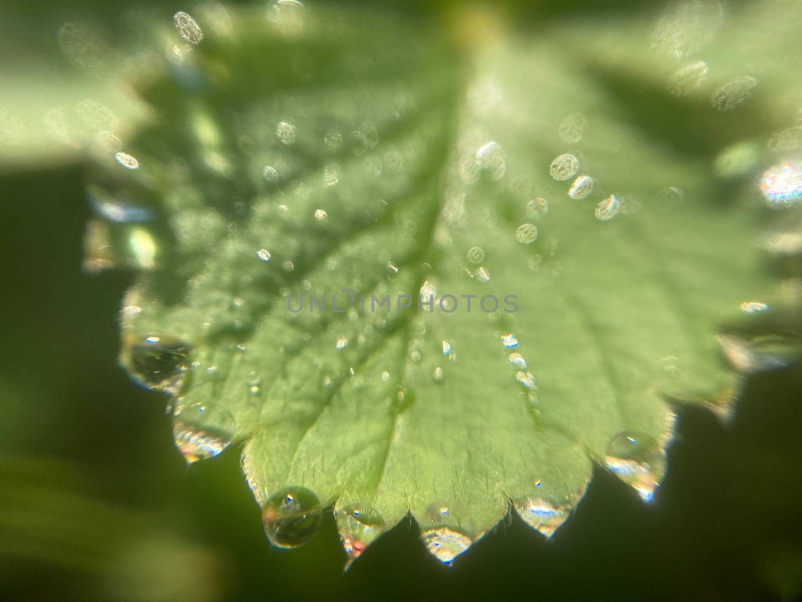 Morning grass in dew in a the garden