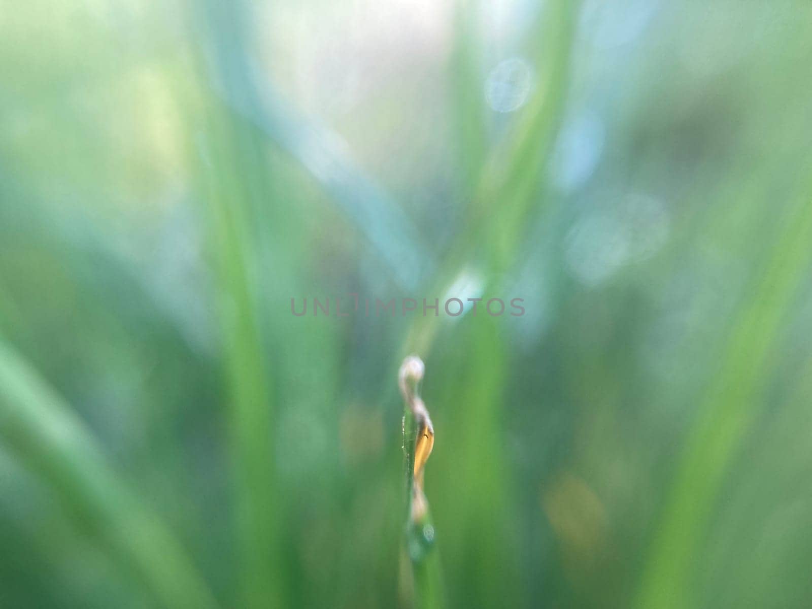 Morning grass in dew in a the garden