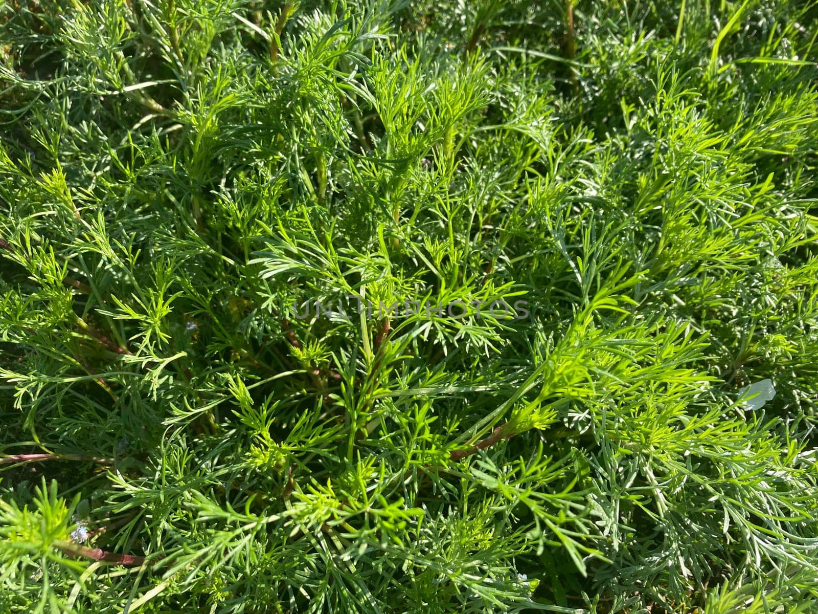 Morning grass in dew in a the garden