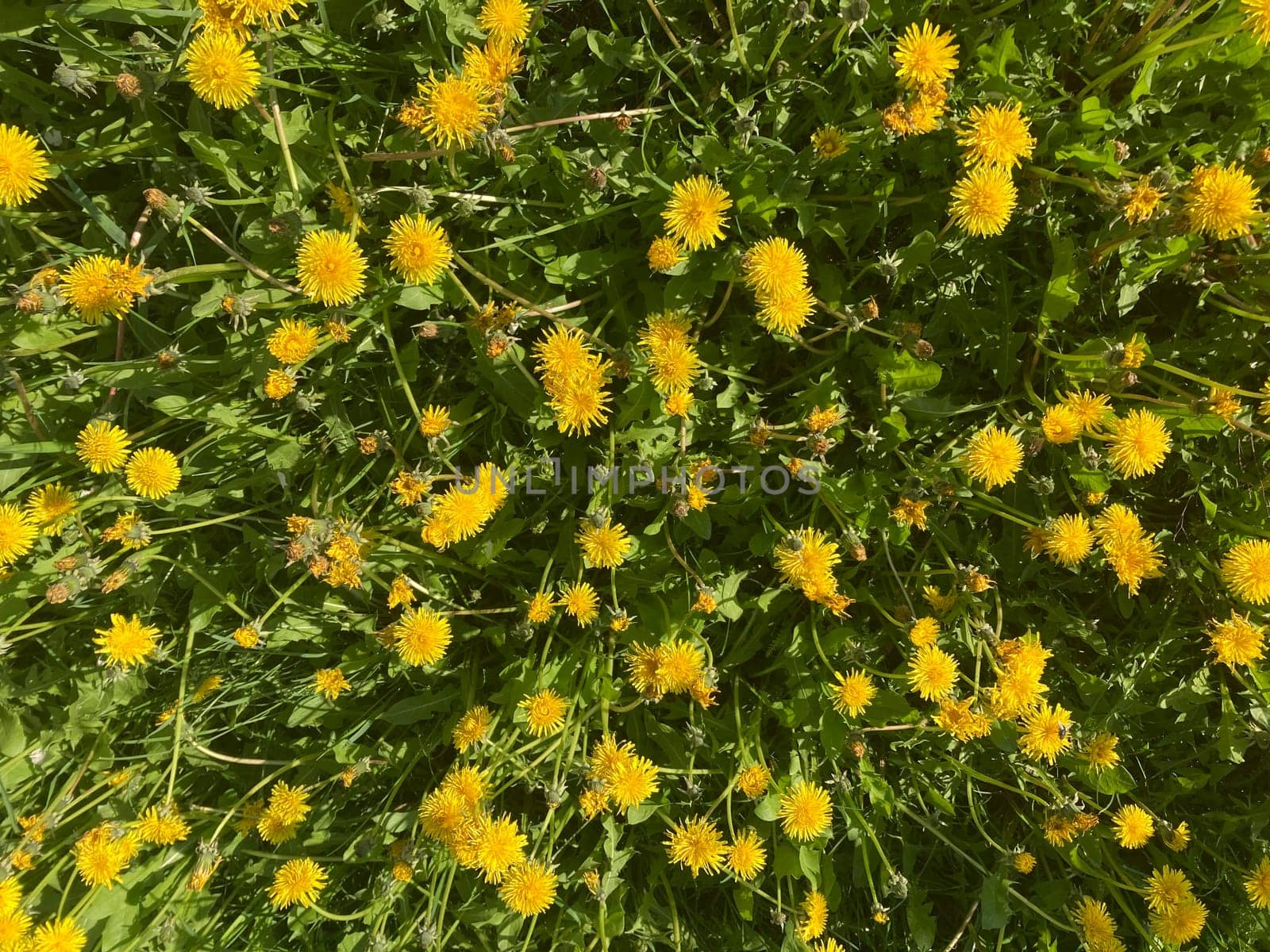 Spring flowers bloomed in a the garden