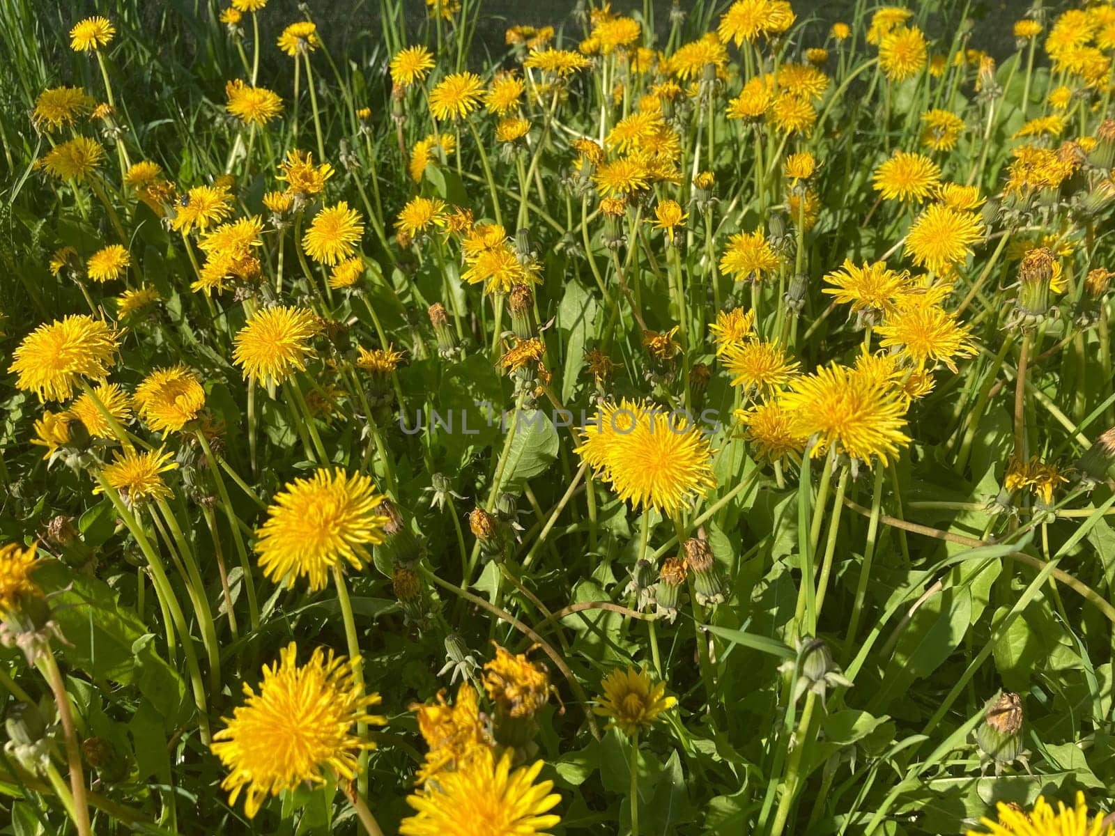 Spring flowers bloomed in a the garden