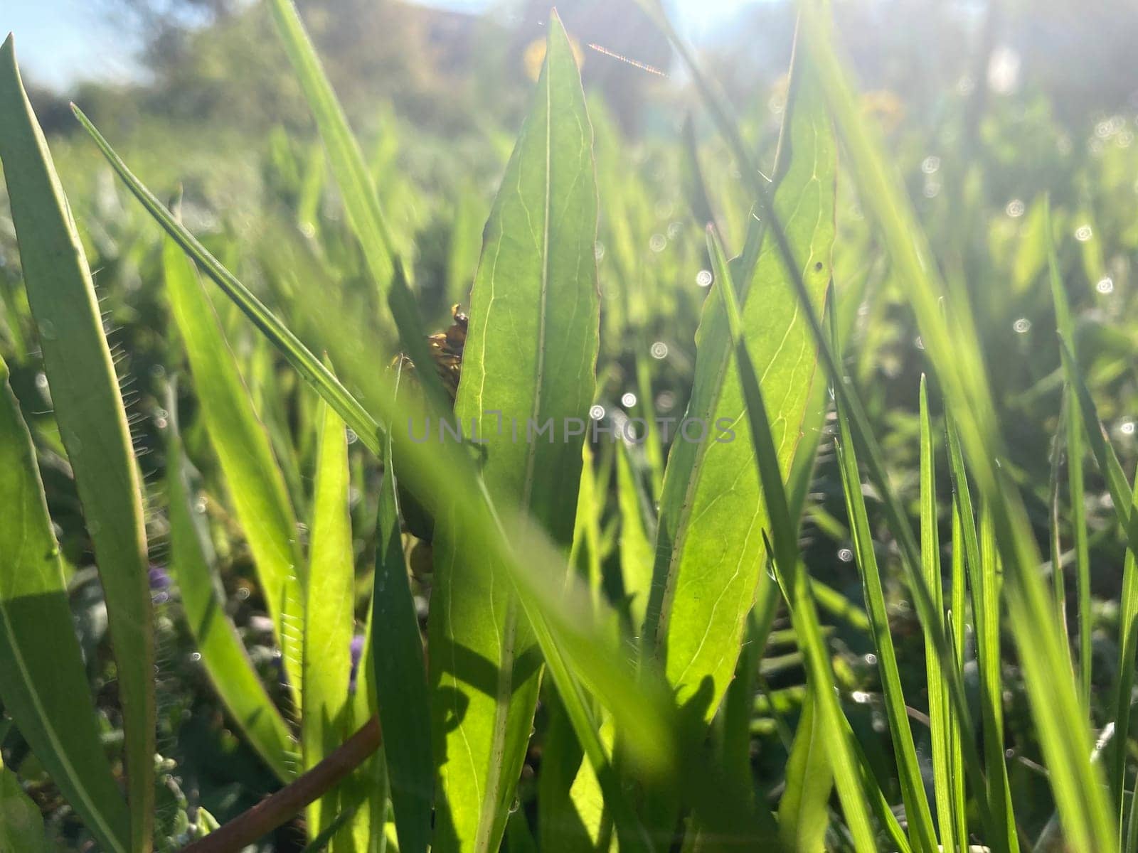 Morning grass in dew in a the garden