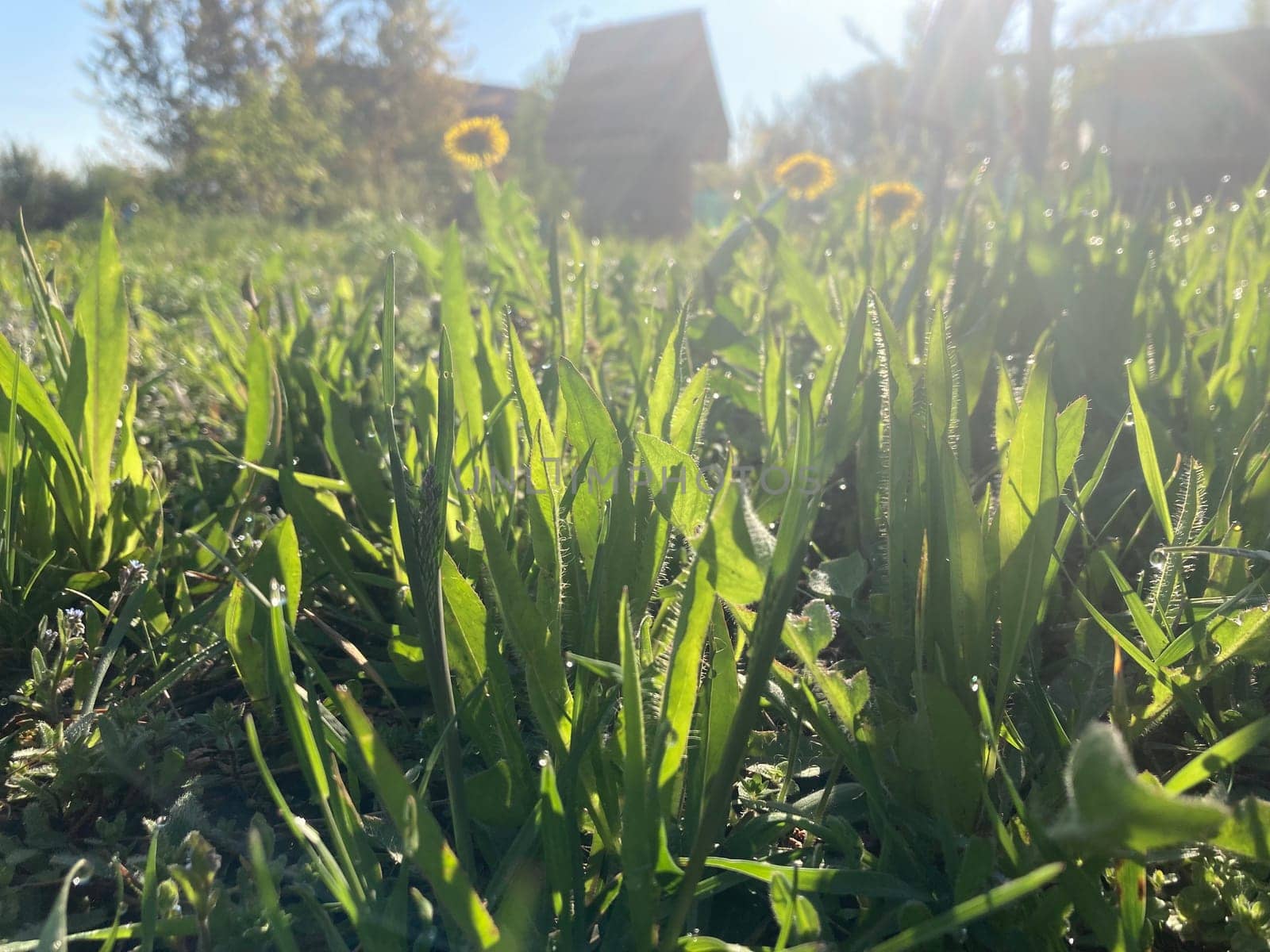 Morning grass in dew in a the garden