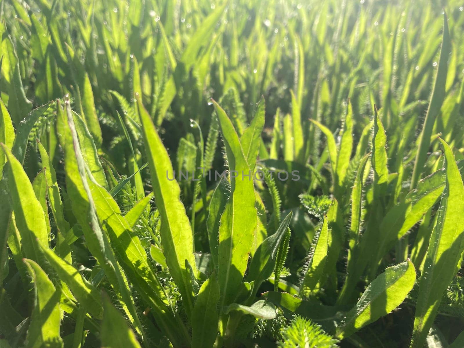 Morning grass in dew in a the garden