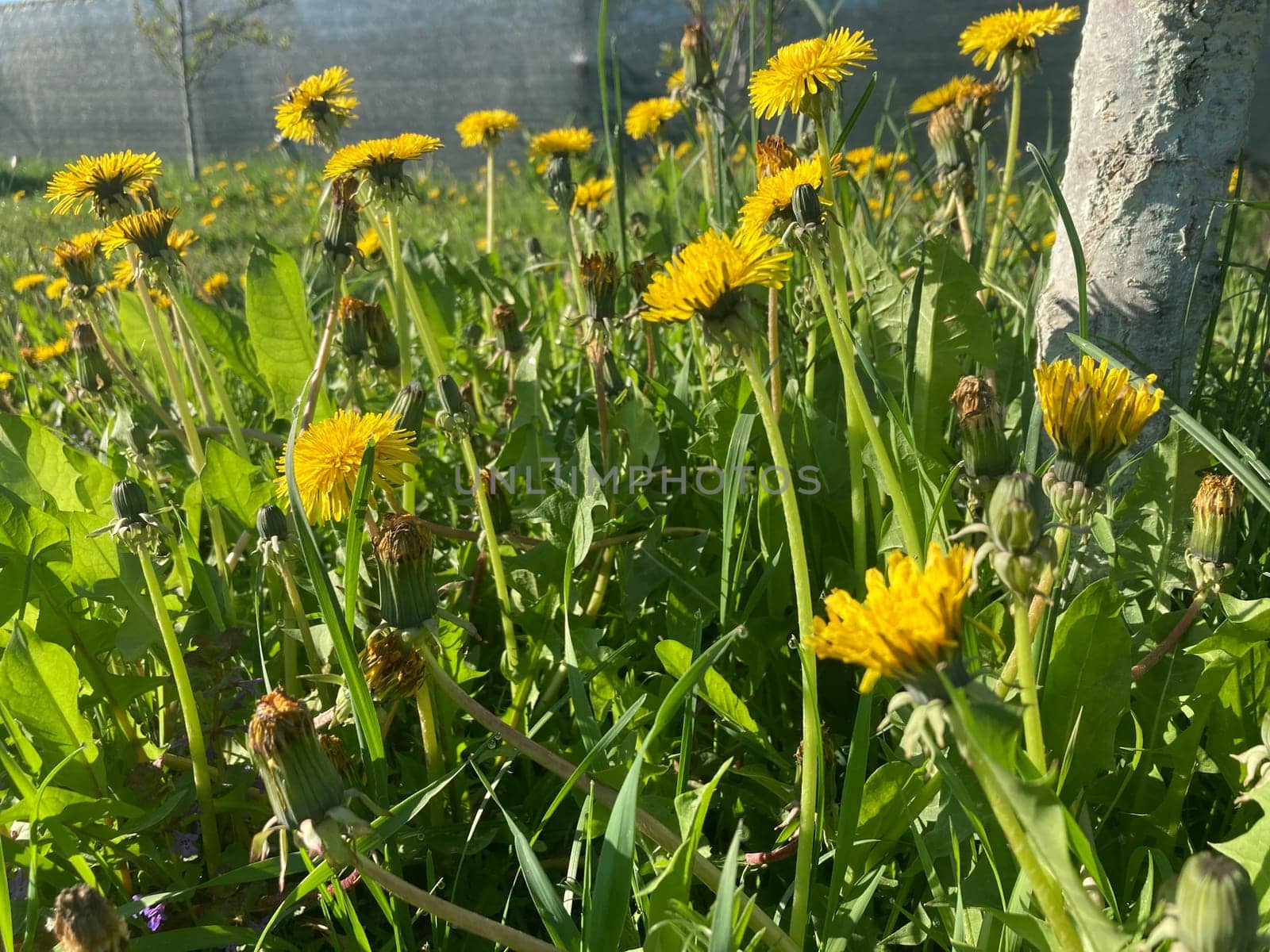 Spring flowers bloomed in a the garden