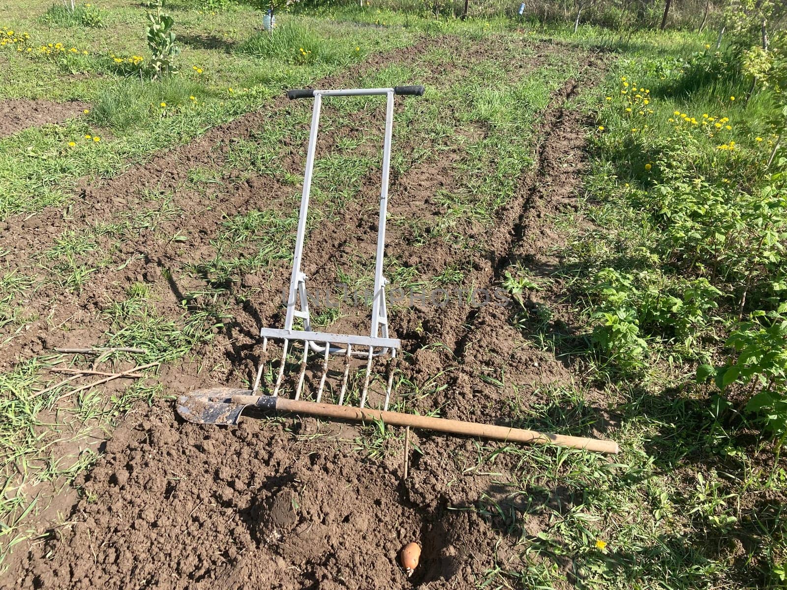 Planting potatoes in the garden in a spring