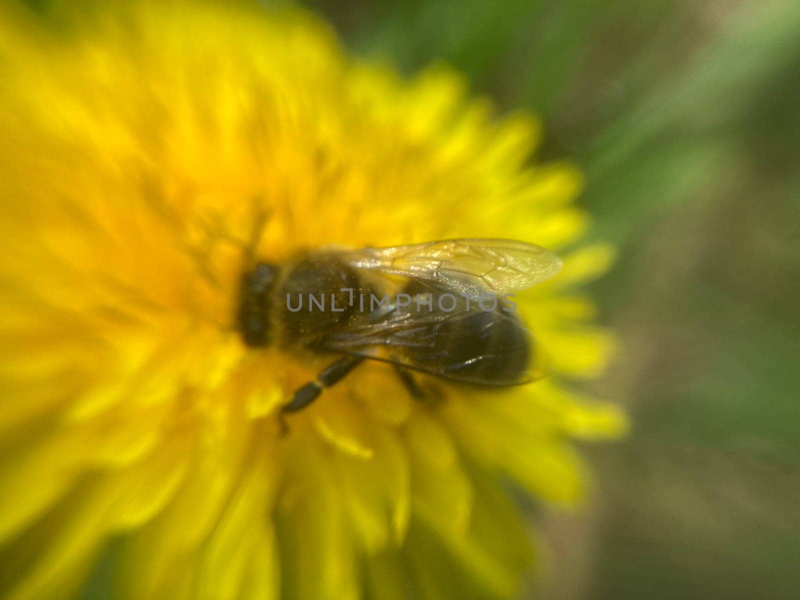 A bee collects pollen on a the flower