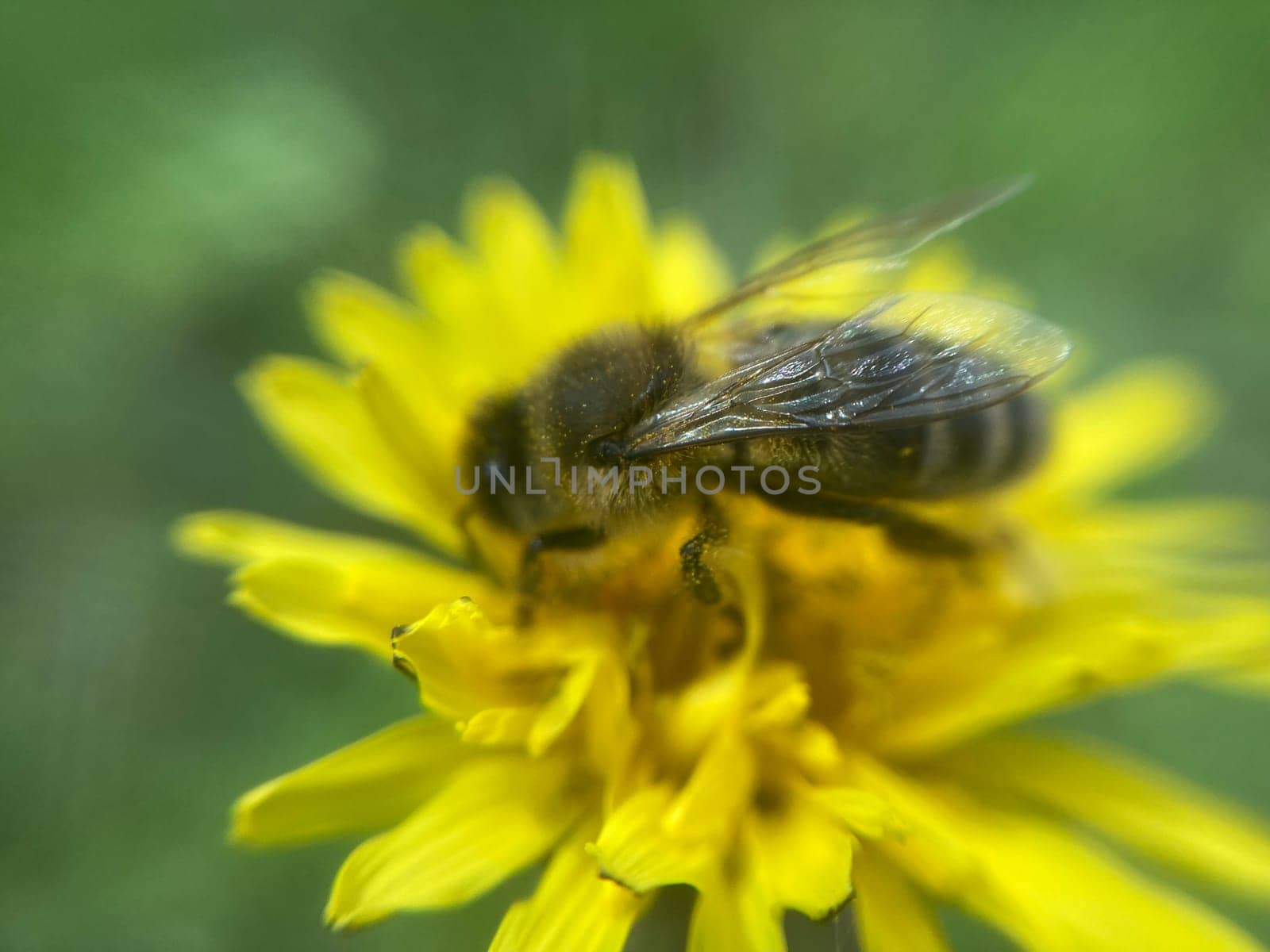 A bee collects pollen on a the flower