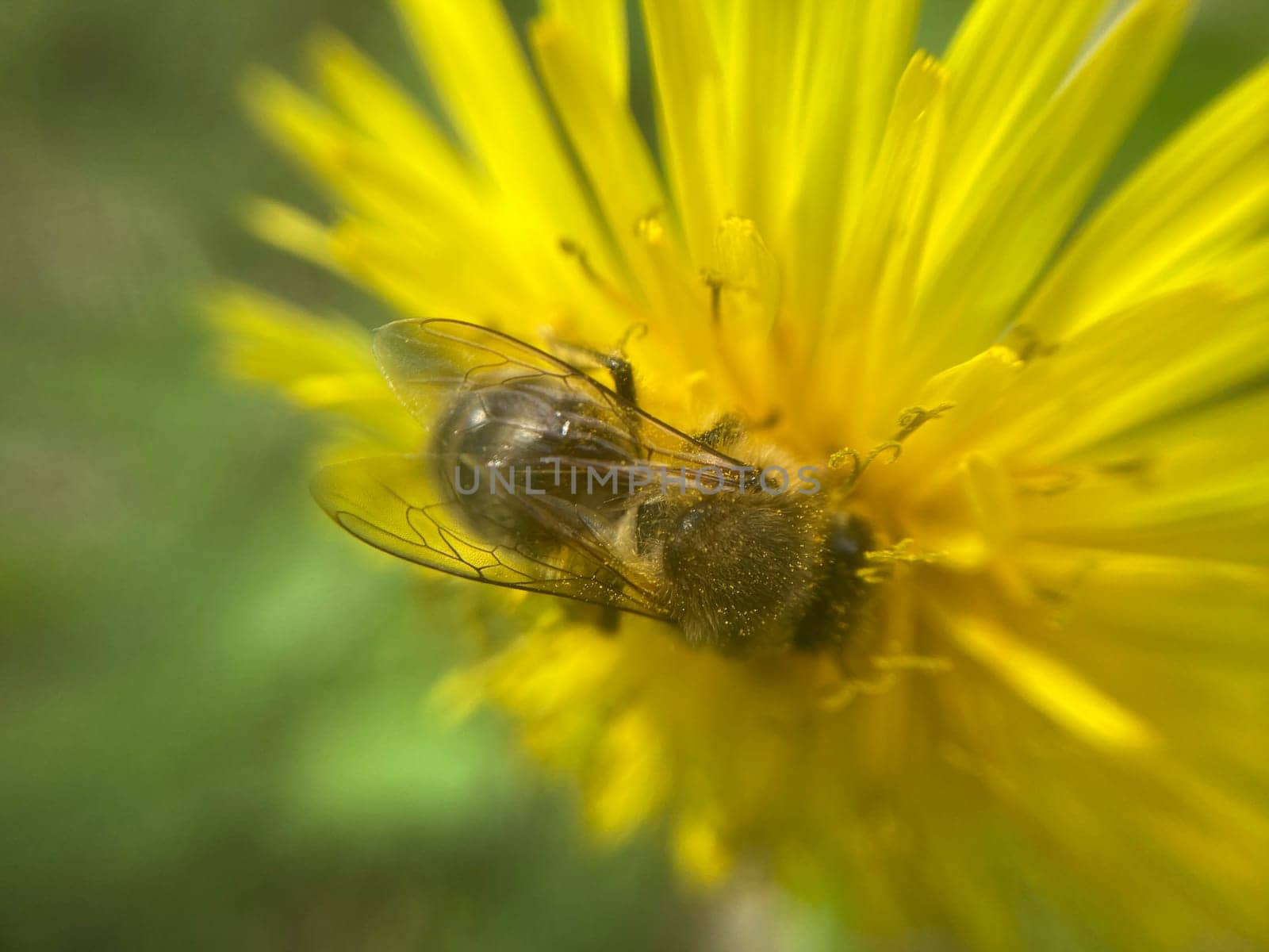 A bee collects pollen on a the flower