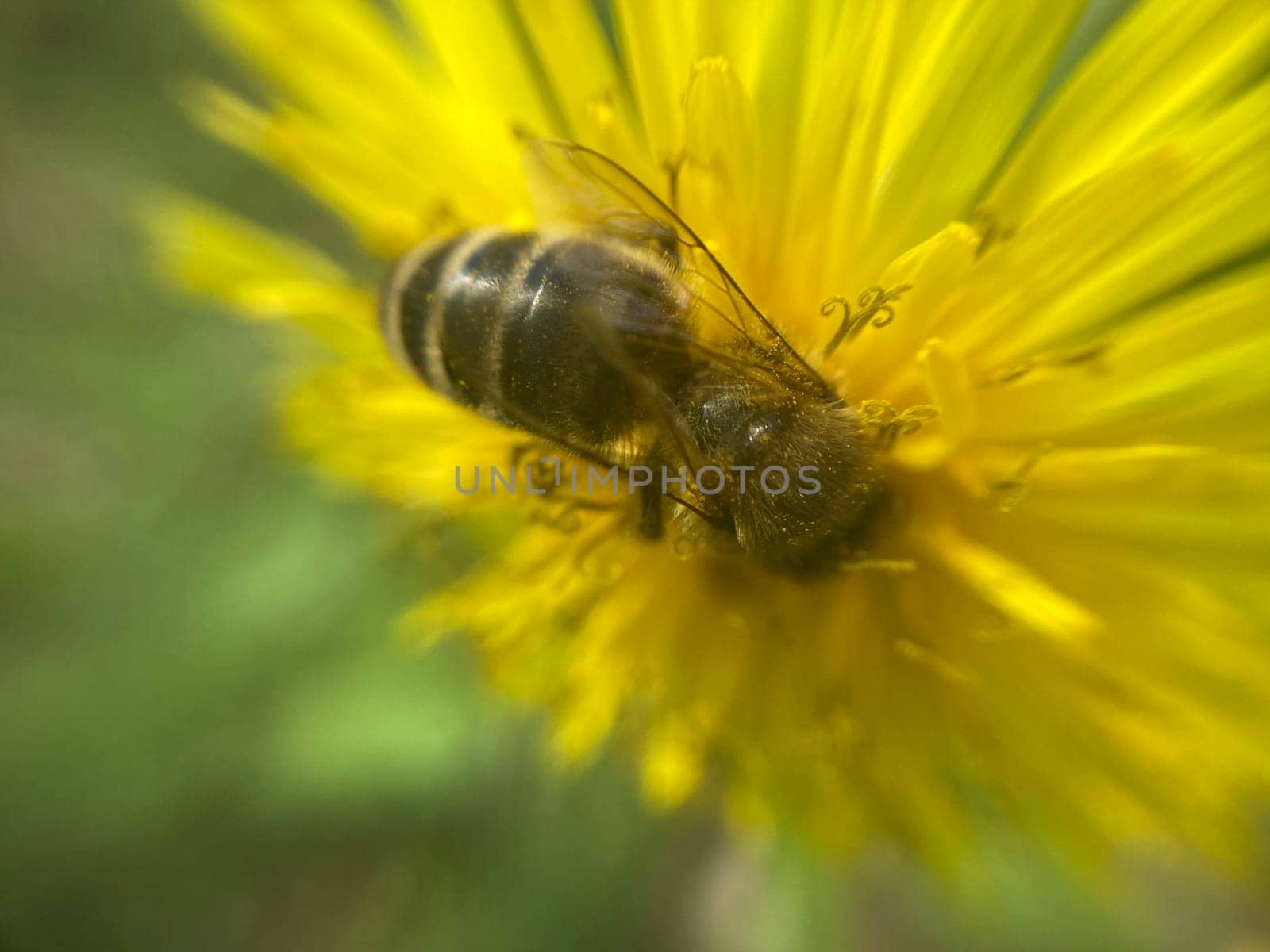 A bee collects pollen on a the flower