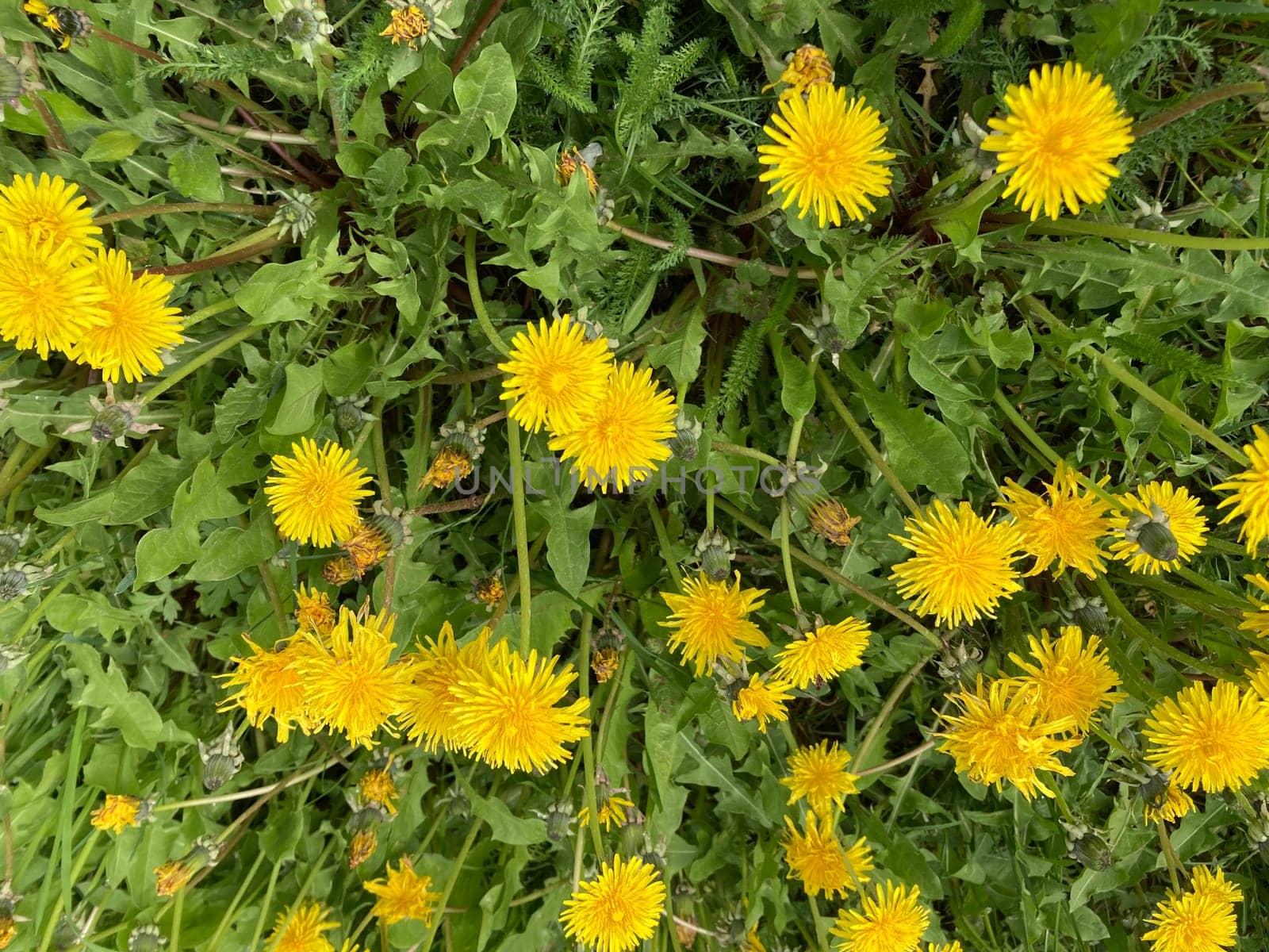 Spring flowers bloomed in a the garden