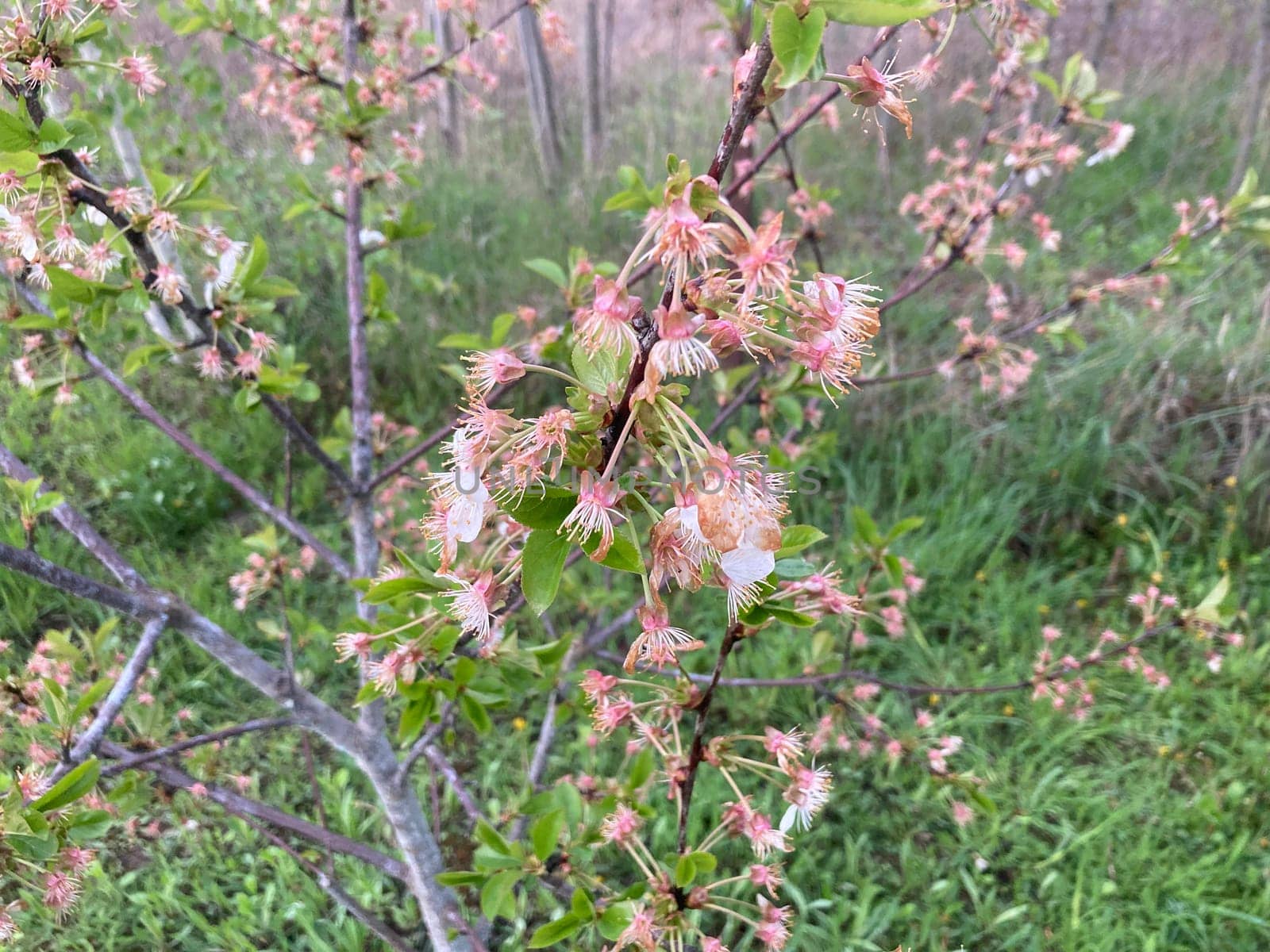 Spring flowers bloomed in a the garden