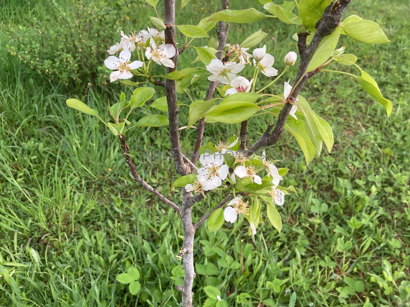 Spring flowers bloomed in a the garden