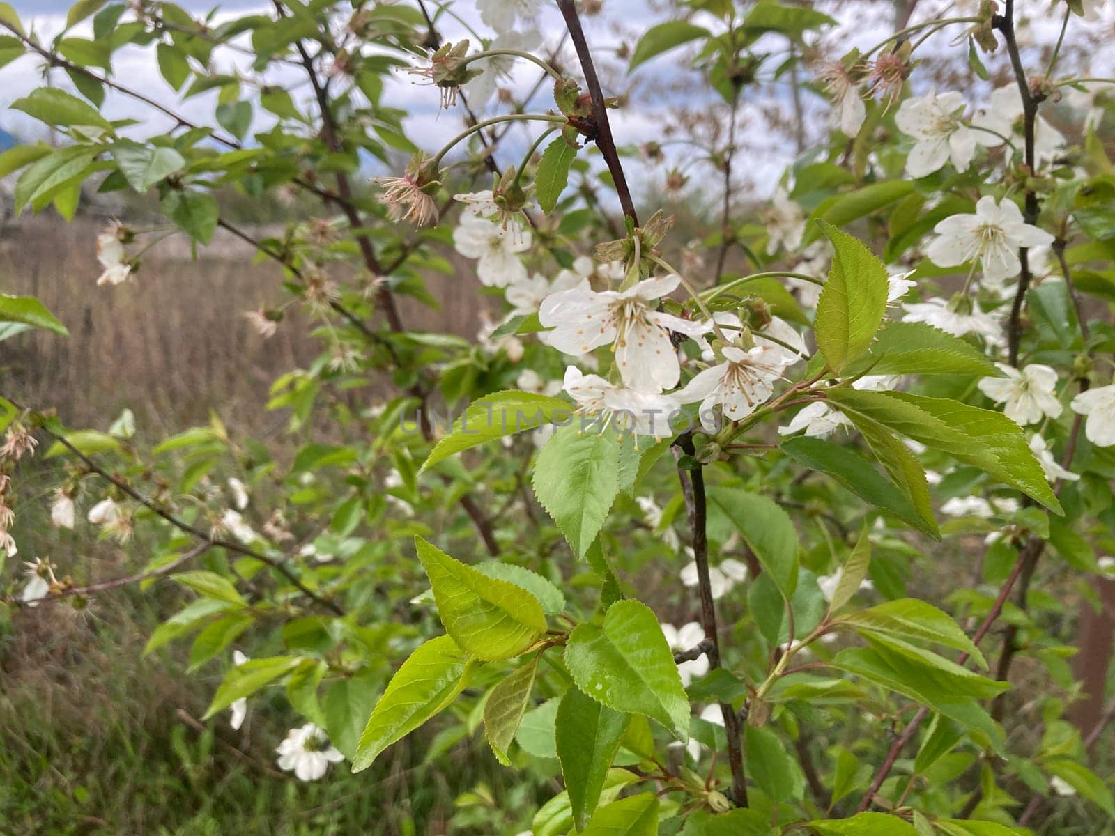 Spring flowers bloomed in a the garden