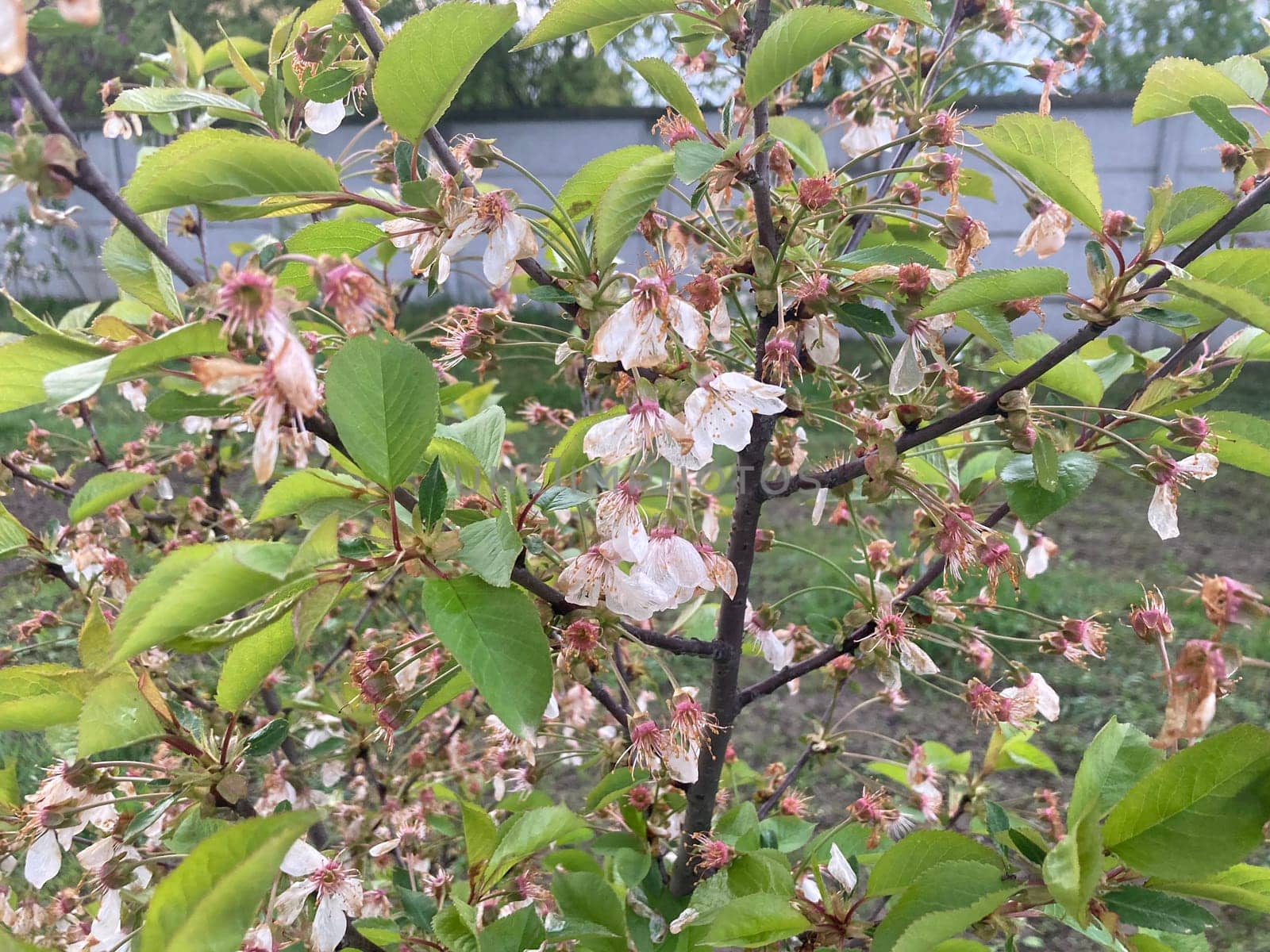 Spring flowers bloomed in a the garden