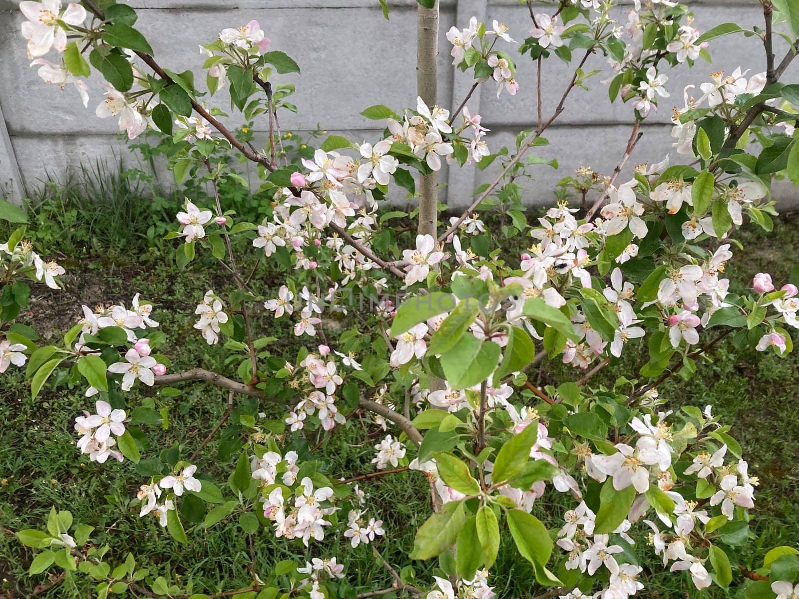 Spring flowers bloomed in a the garden