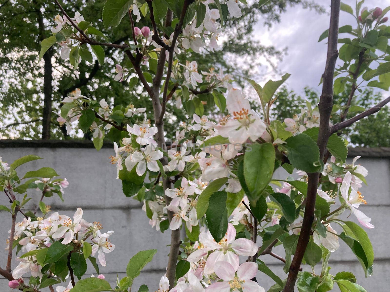 Spring flowers bloomed in a the garden