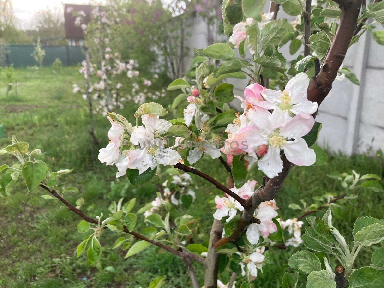 Spring flowers bloomed in a the garden