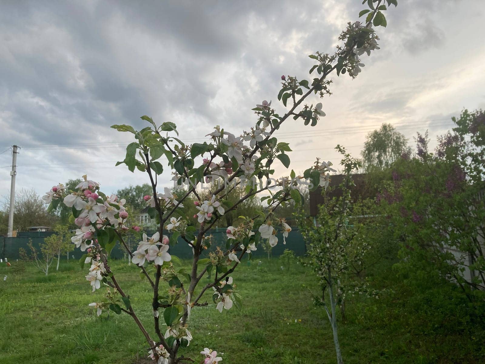 Spring flowers bloomed in a the garden