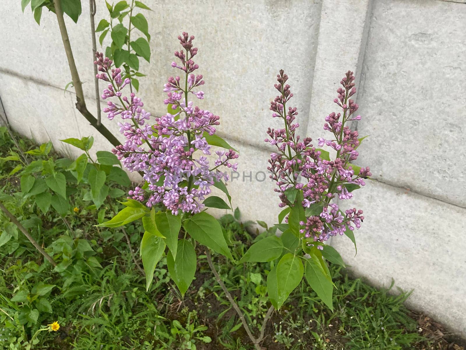 Spring flowers bloomed in a the garden