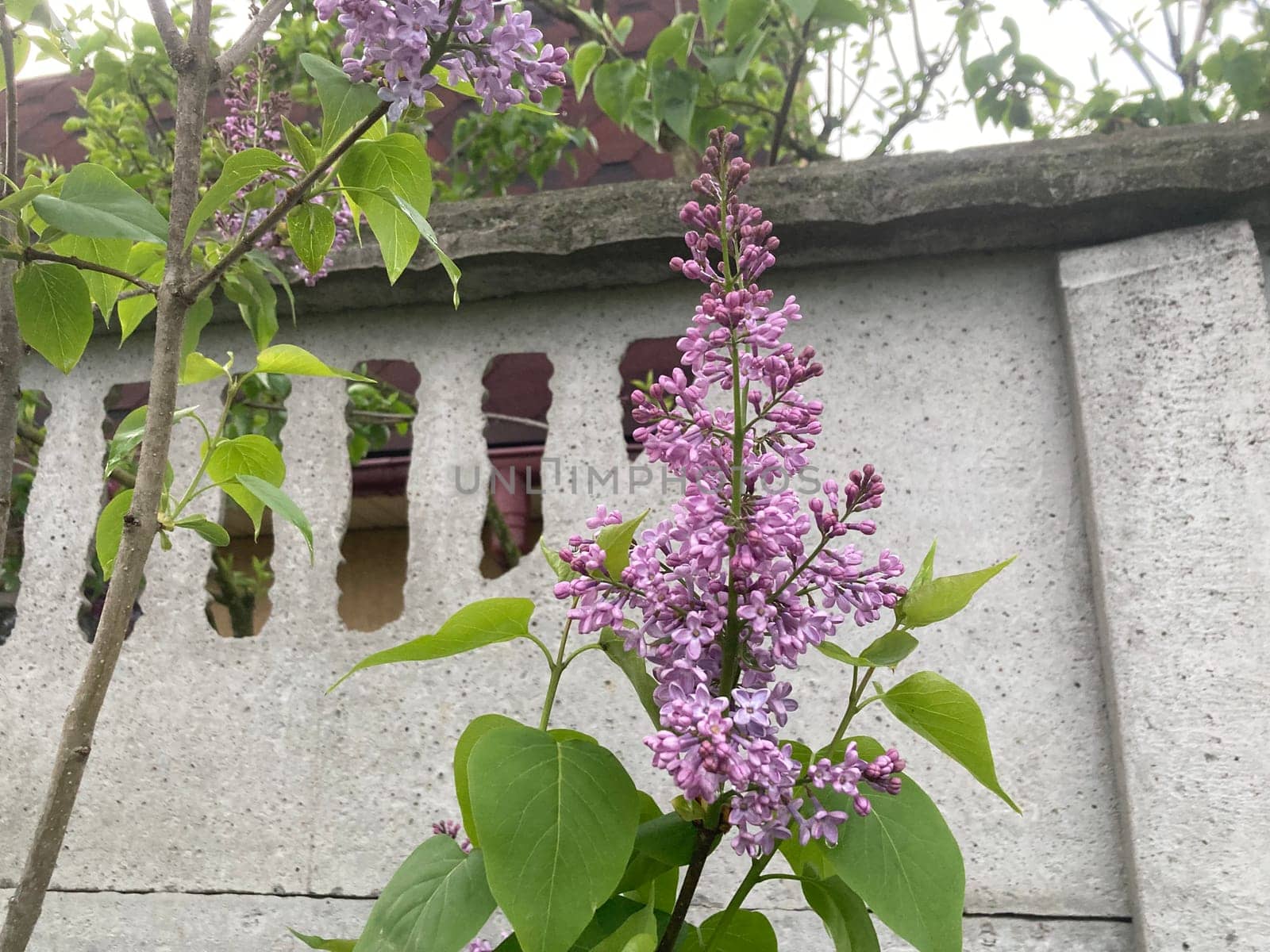 Spring flowers bloomed in a the garden