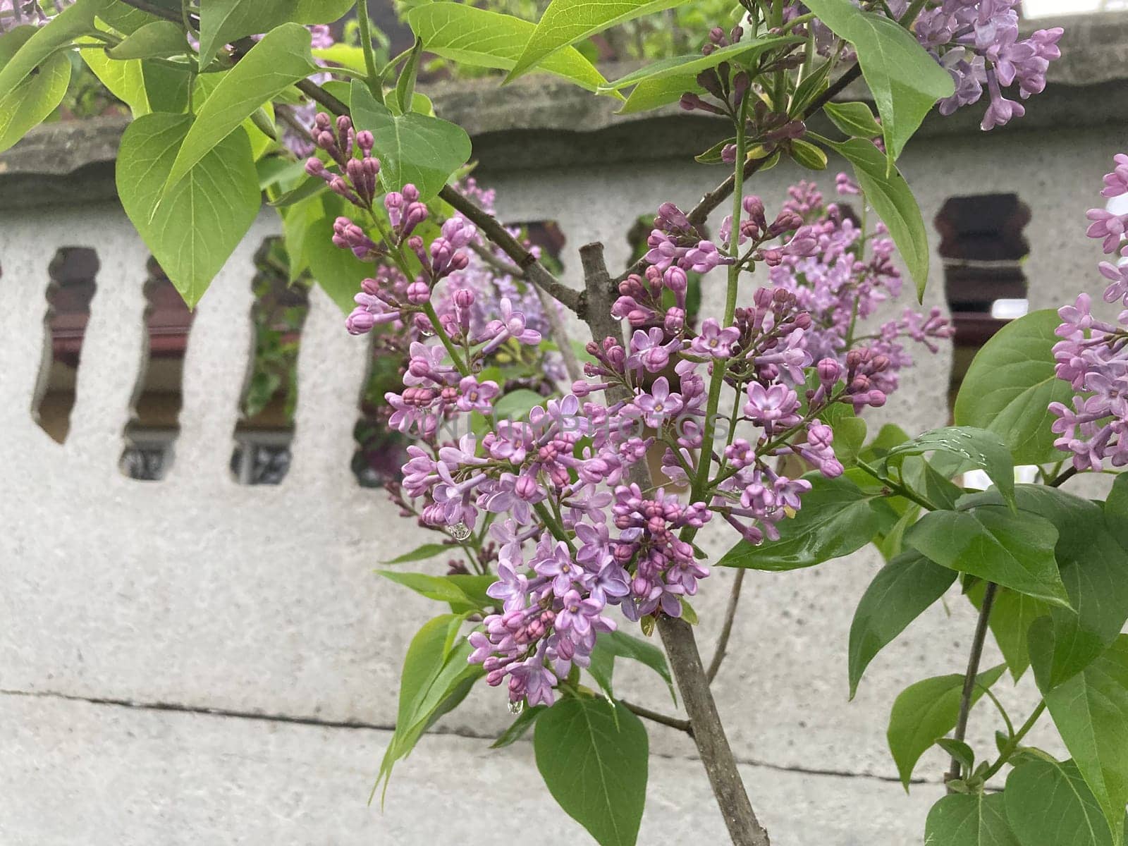 Spring flowers bloomed in a the garden