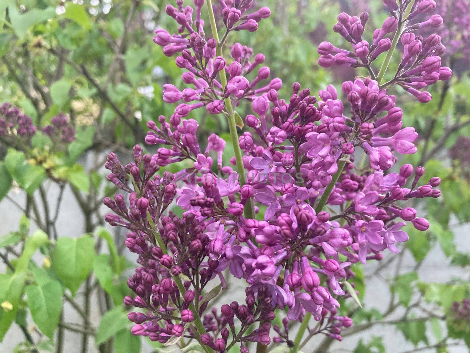 Spring flowers bloomed in a the garden