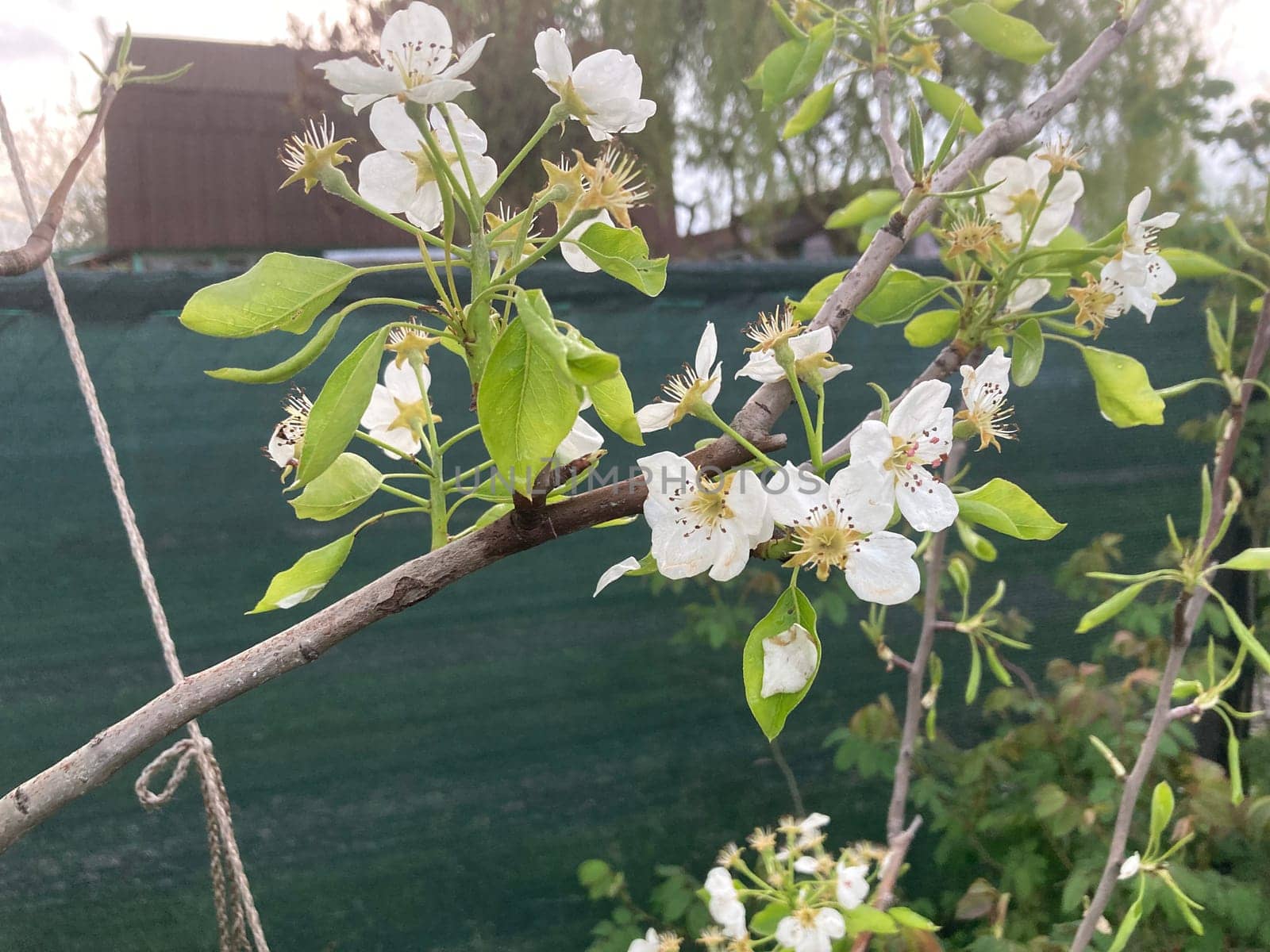 Spring flowers bloomed in a the garden