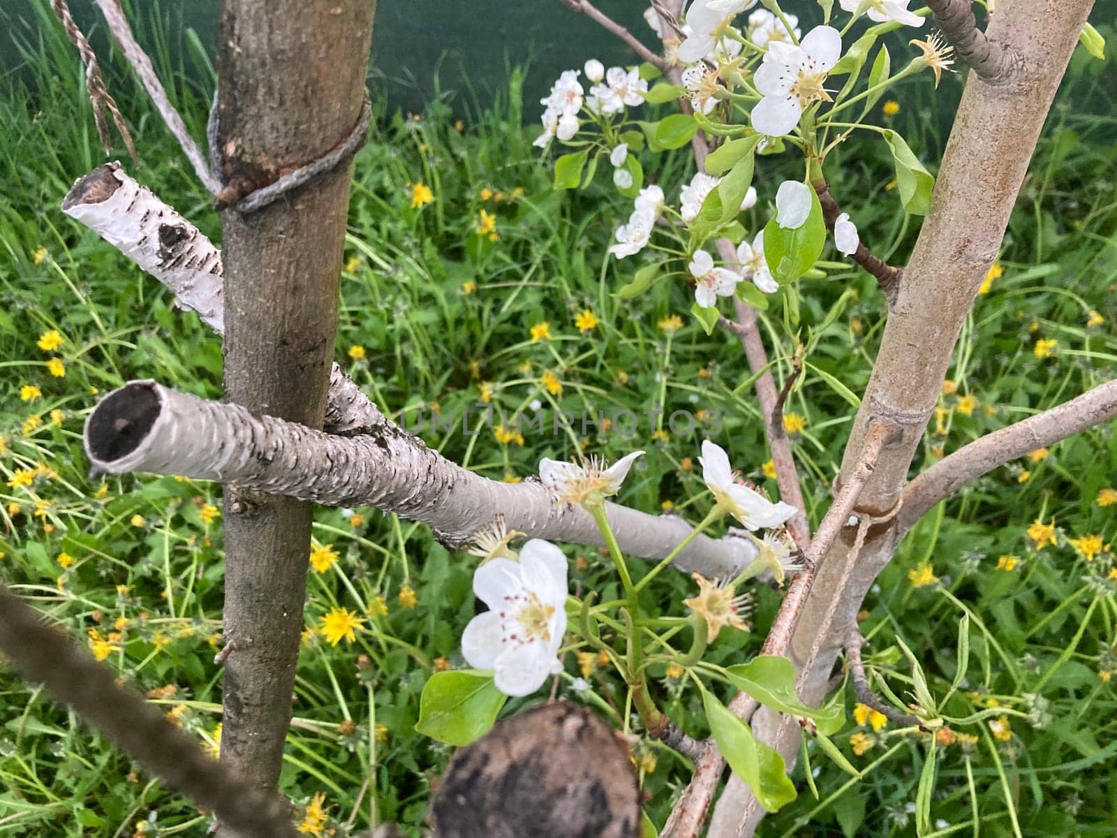 Spring flowers bloomed in a the garden