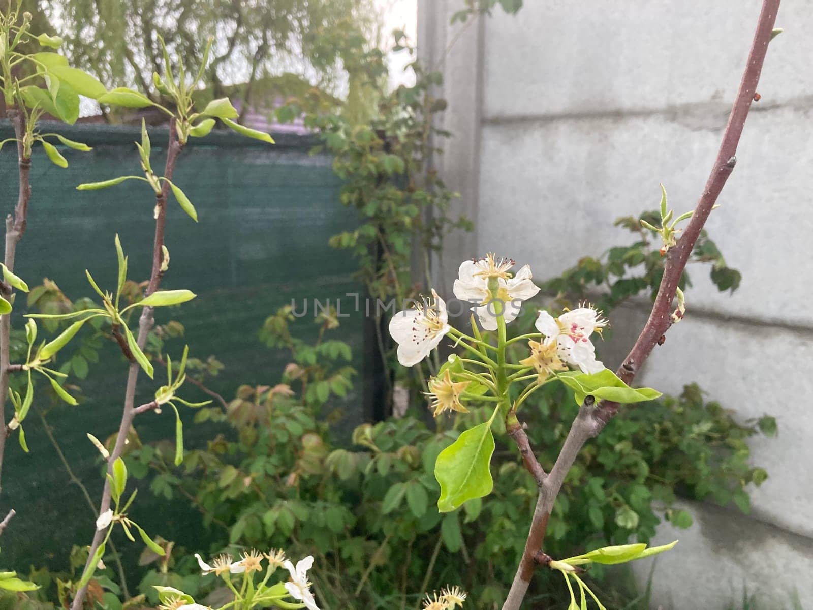 Spring flowers bloomed in a the garden