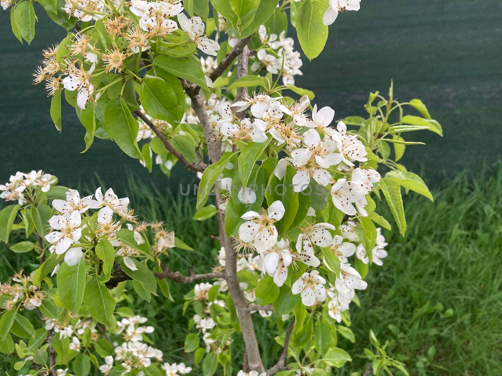 Spring flowers bloomed in the garden by architectphd