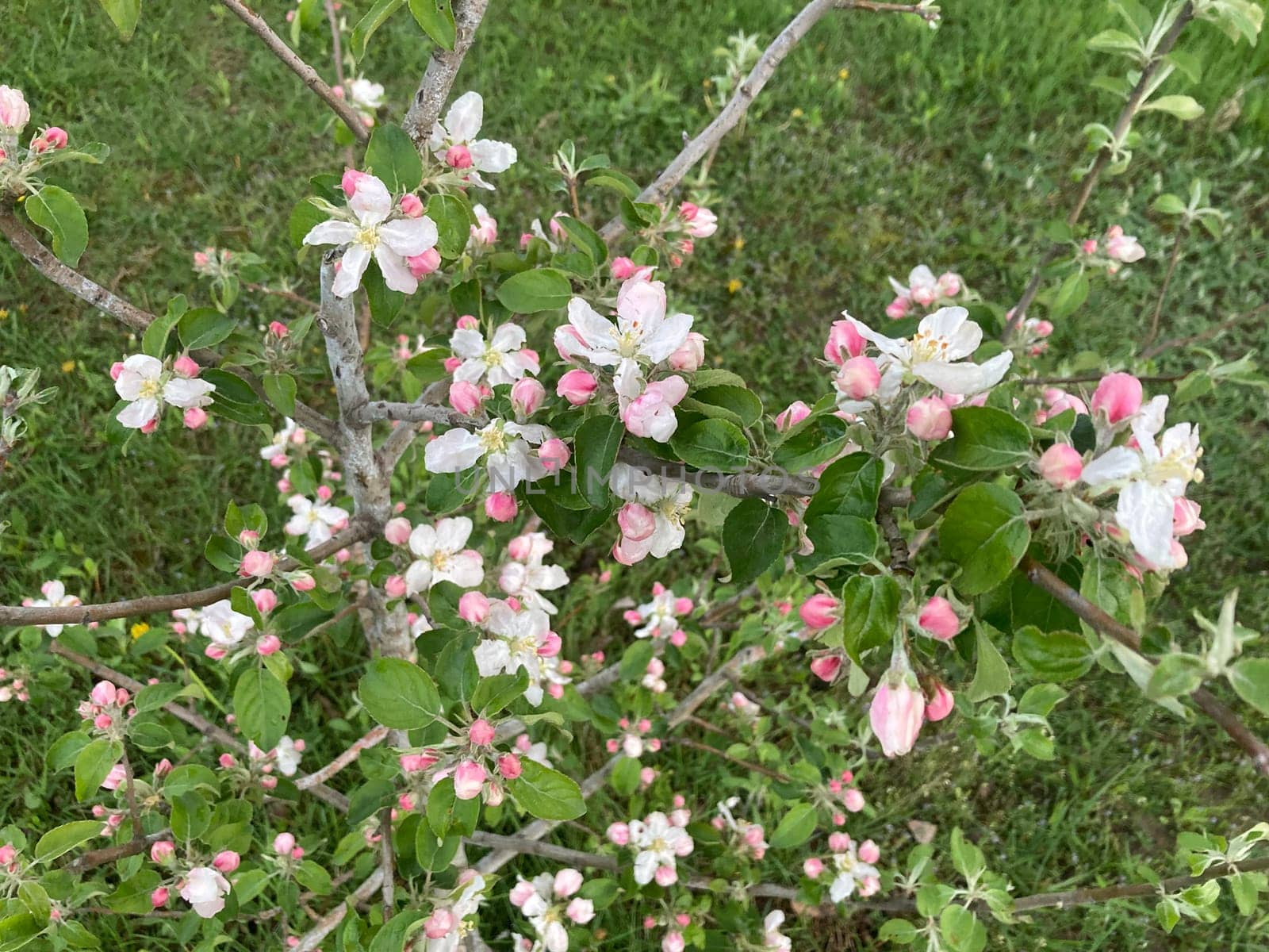 Spring flowers bloomed in a the garden