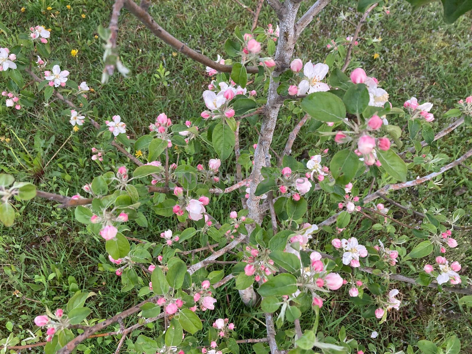 Spring flowers bloomed in a the garden