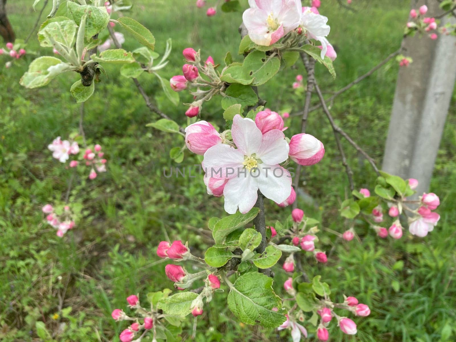 Spring flowers bloomed in a the garden