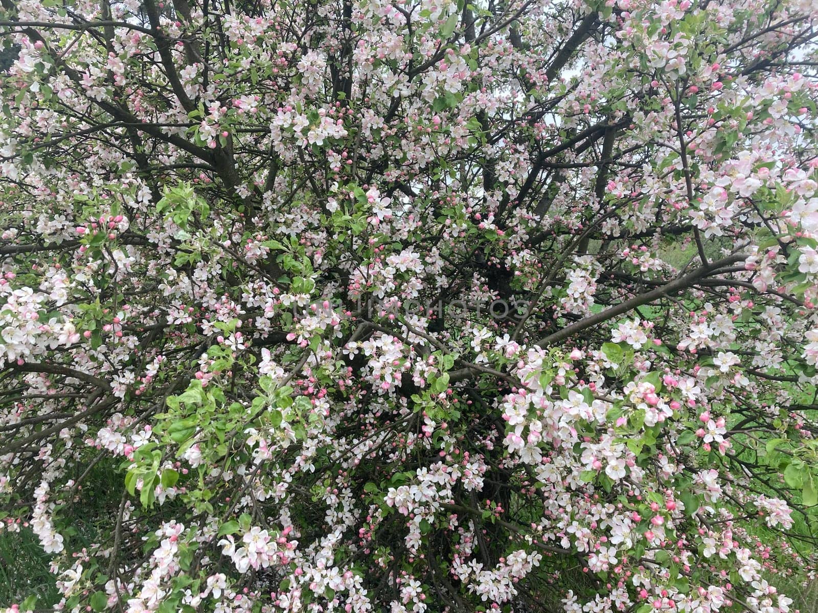 Spring flowers bloomed in a the garden