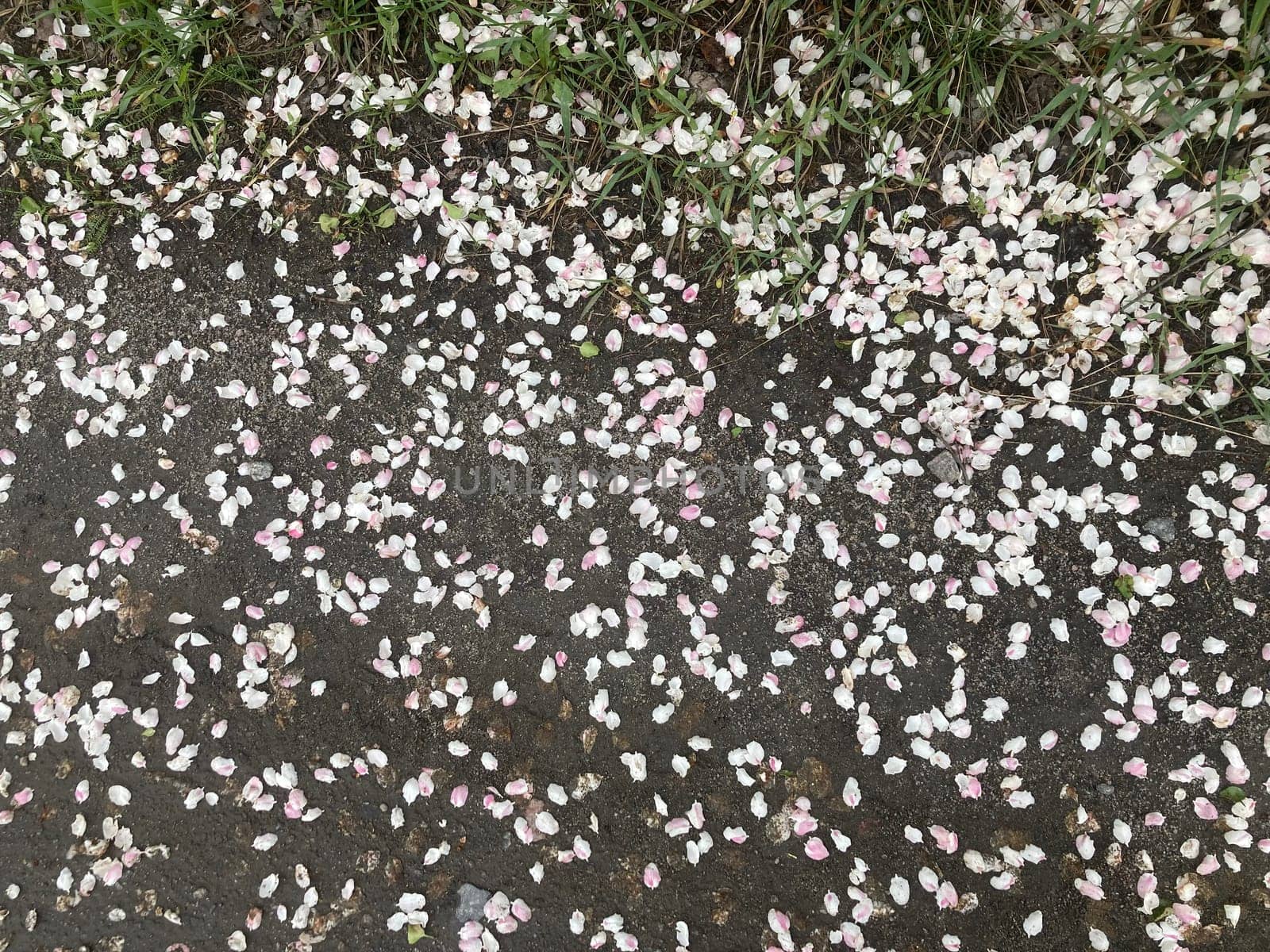 Spring flowers bloomed in a the garden