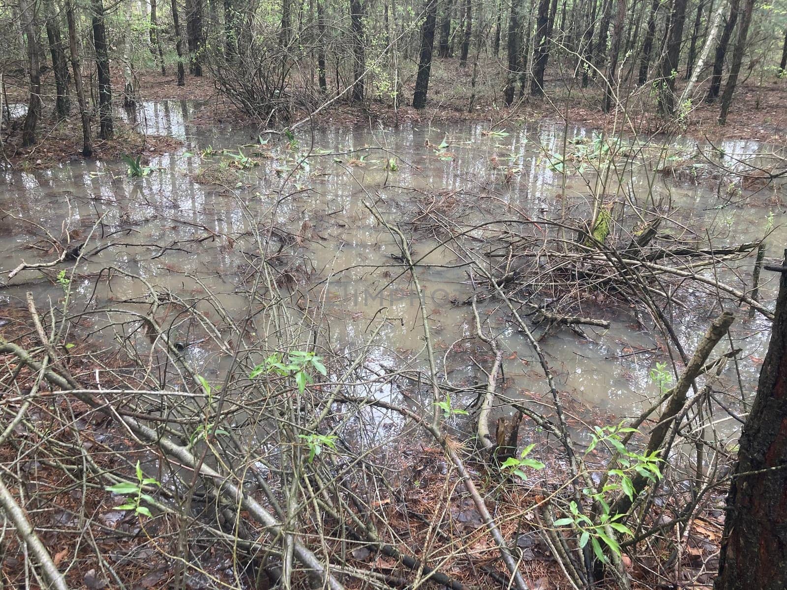 Puddles and lakes after rain in a the forest