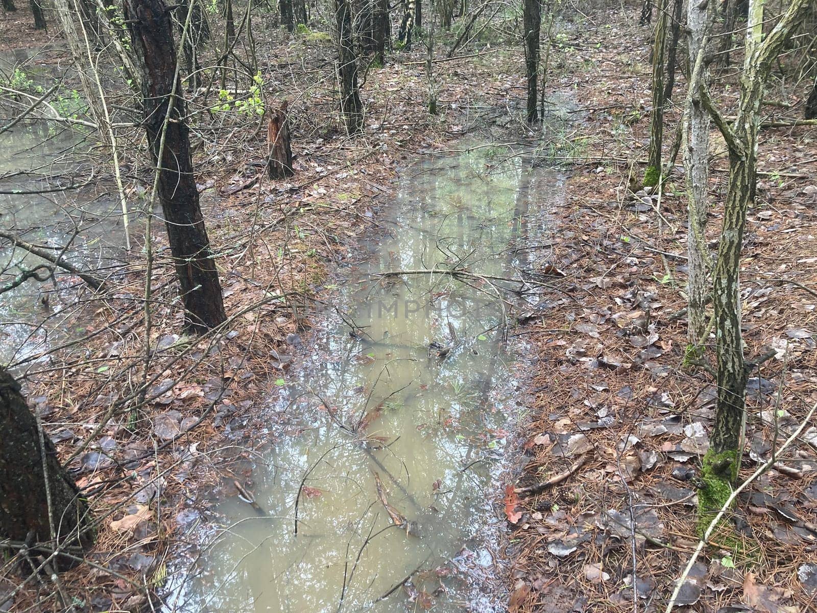 Puddles and lakes after rain in a the forest