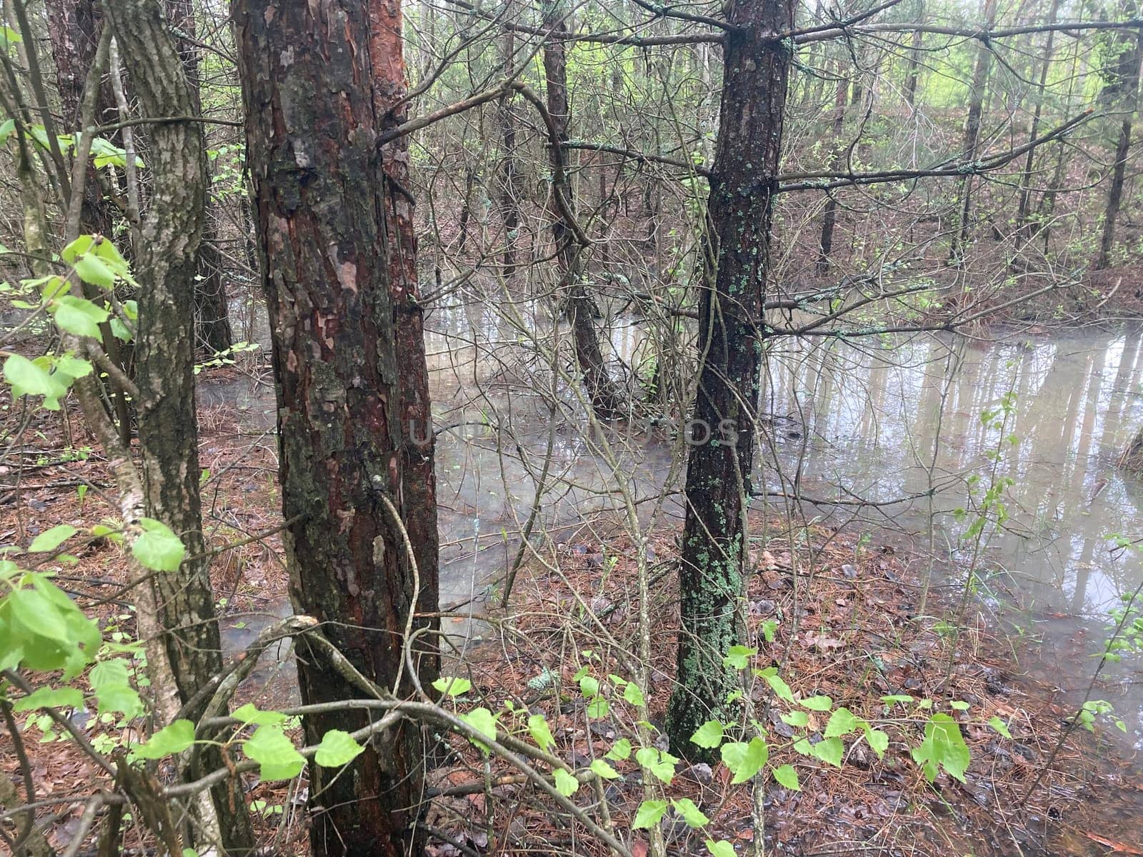 Puddles and lakes after rain in a the forest