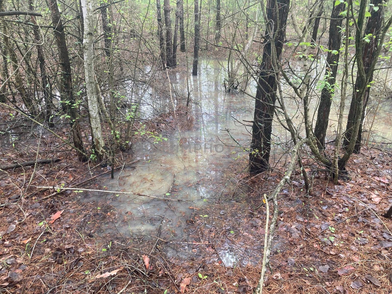 Puddles and lakes after rain in a the forest