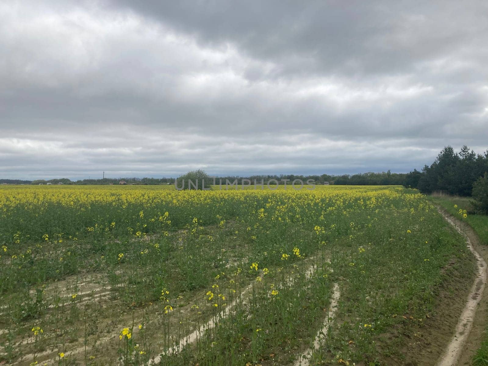 Yellow field planted with the rapeseed