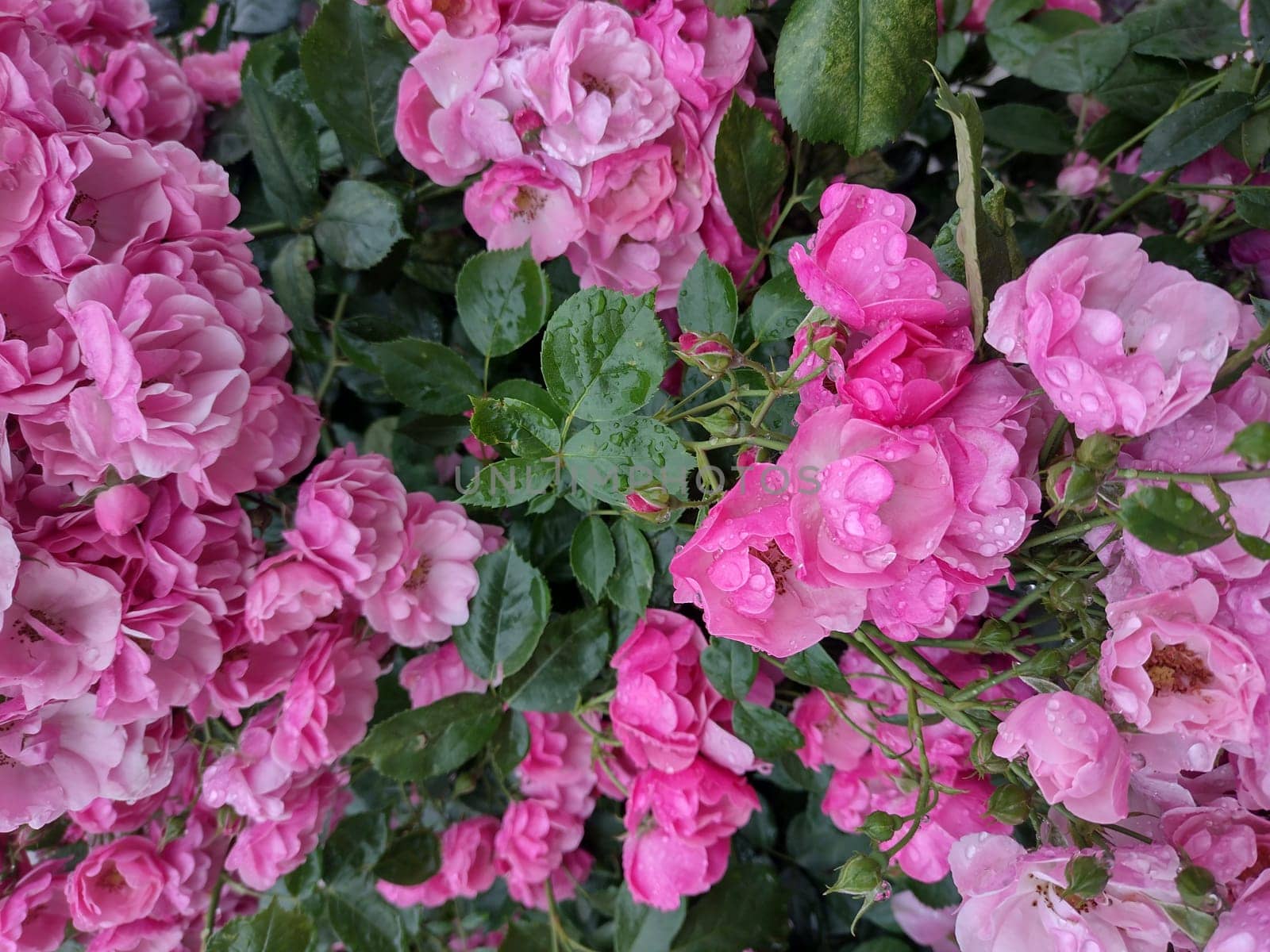 The fresh light pink rose petal background with water rain drop.