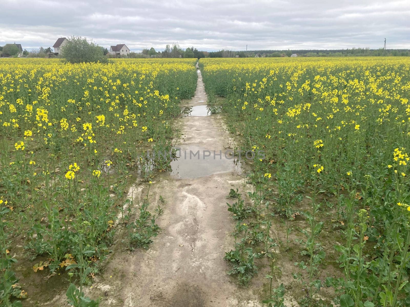 Yellow field planted with the rapeseed