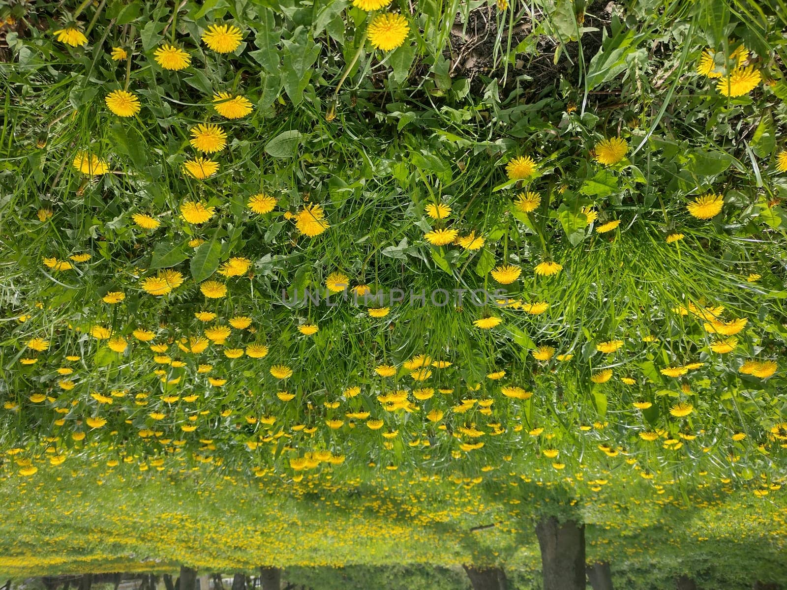 Natural spring background with blooming dandelions flowers.