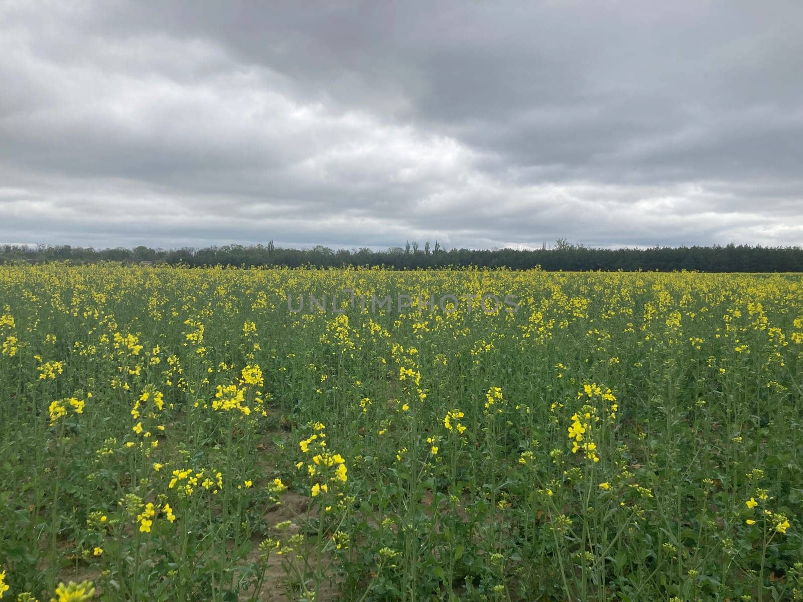 Yellow field planted with the rapeseed